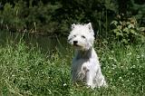 WESTIE 308